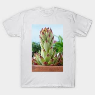 Sempervivum  'Bernstein'  Houseleek T-Shirt